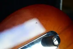 TELE-BRATION EMPRESS