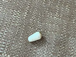 TIP STRATOCASTER WHITE