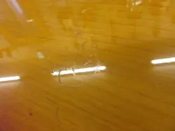 FENDER JAPAN JG66 NO.DG1629