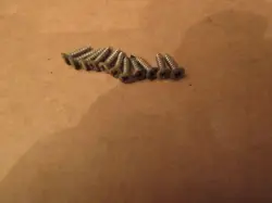 VINTAGE LATE 1960S FENDER STRATOCASTER GUITAR PICKGUARD SCREWS WORN TARNISHED