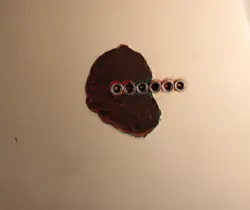 CUSTOM TELECASTER CUSTOM