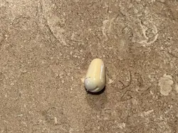 TIP STRATOCASTER CREAM