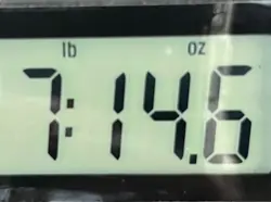 II MODIFIED STRATOCASTER�