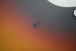 TLR62B NLS NO.DG1704