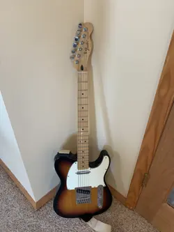 MEXICO ALDER SUNBURST