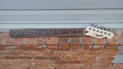 INDIAN LAUREL AFFINITY