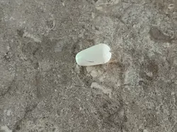 1970S VINTAGE FENDER WHITE GUITAR SWITCH TIP STRATOCASTER