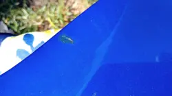 SQUIER STAGEMASTER GUITAR