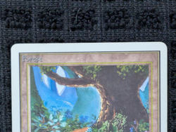 Forest (B) Unlimited - Basic Land - Lightly Played - Magic the Gathering (MTG) - Image 3