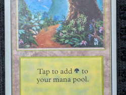 Forest (B) Unlimited - Basic Land - Lightly Played - Magic the Gathering (MTG) - Image 4