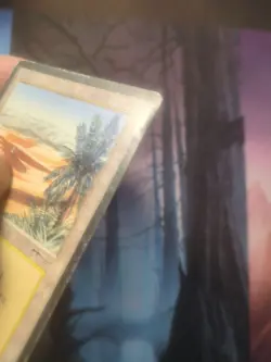 Oasis Arabian Nights Regular - Image 4