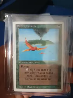 Birds of Paradise Revised Edition Regular - Image 7